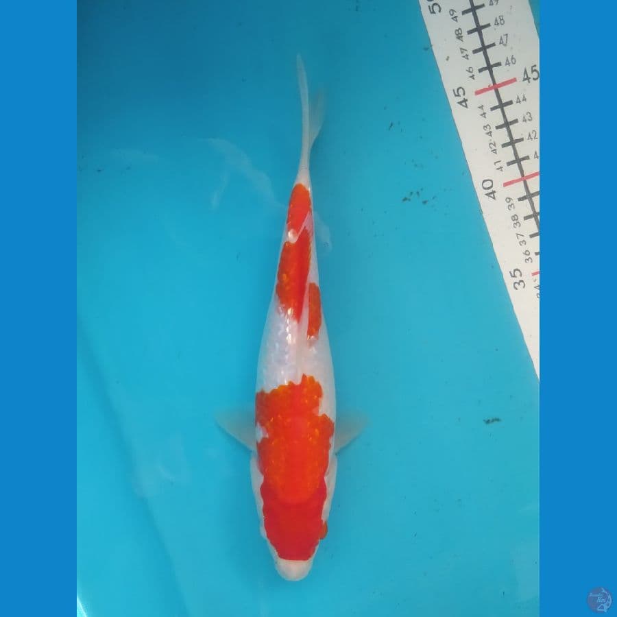 KOHAKU GINRIN 24CM FEMALE