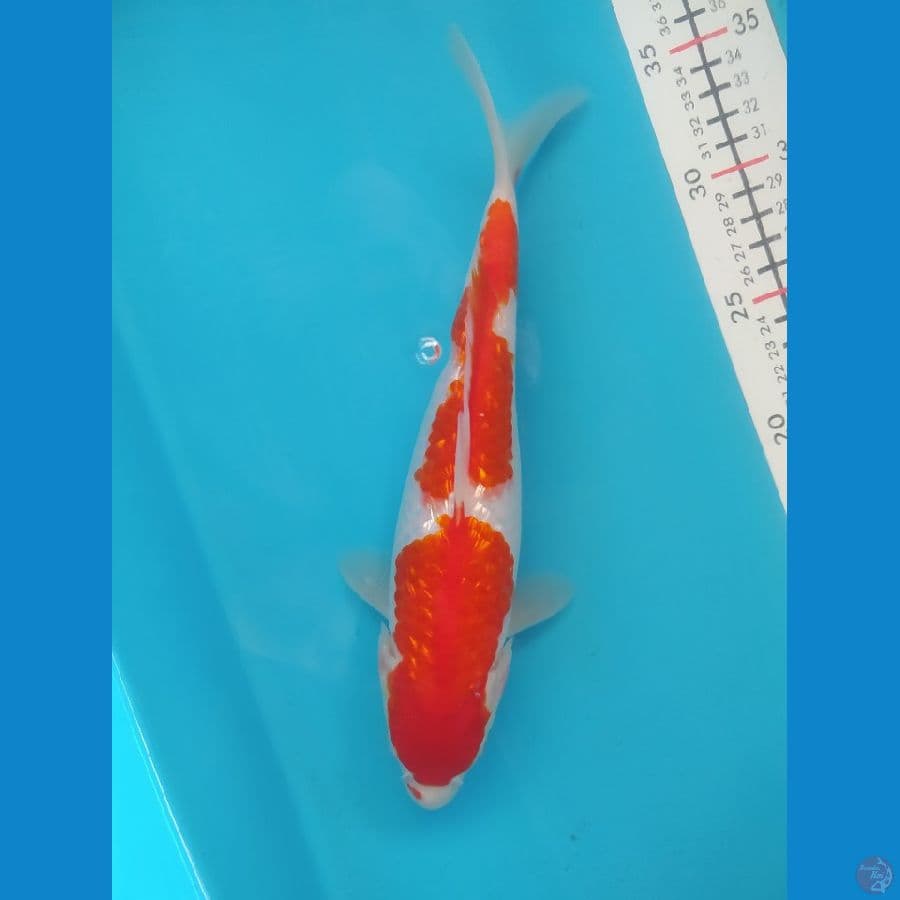 KOHAKU GINRIN 28CM FEMALE
