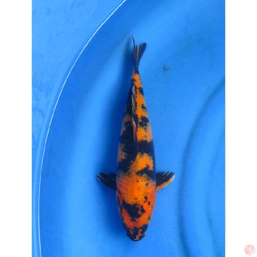 Hi Utsuri - 30cm