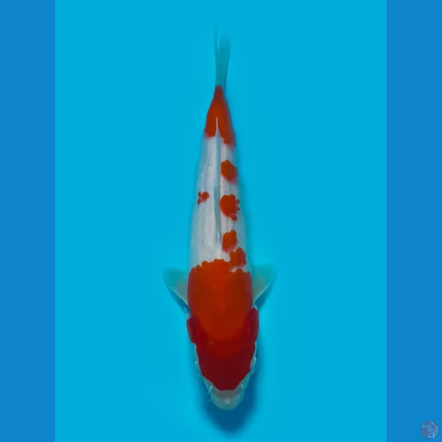 KOHAKU ORIGINAL 24 CM