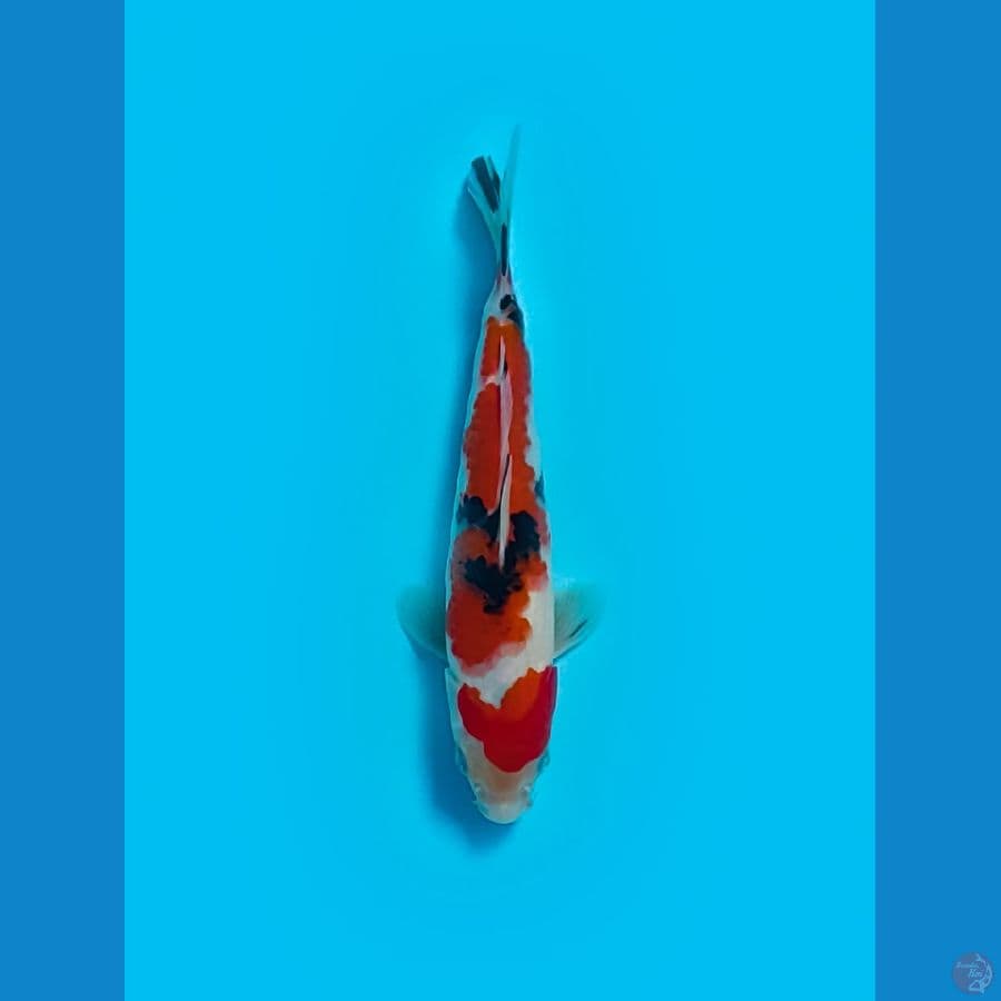 TAISHO SANSHOKU ORIGINAL 22 CM
