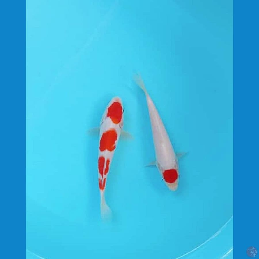 tc & kohaku