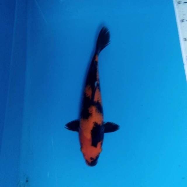 Hi Utsuri