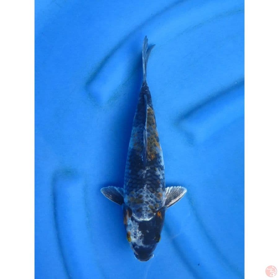 Kawarimono - 29cm