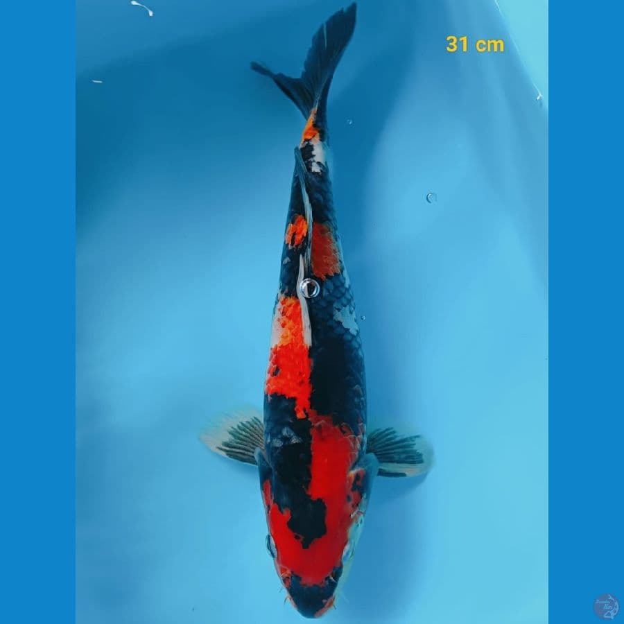 Showa 31 cm