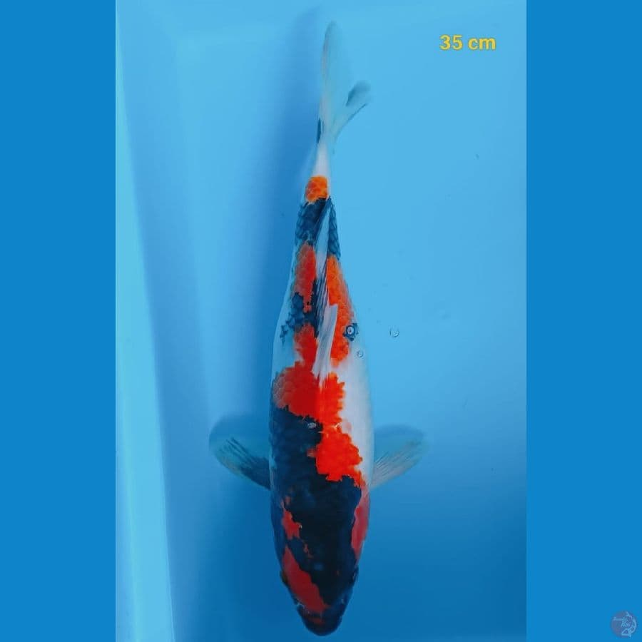 Showa 35 cm