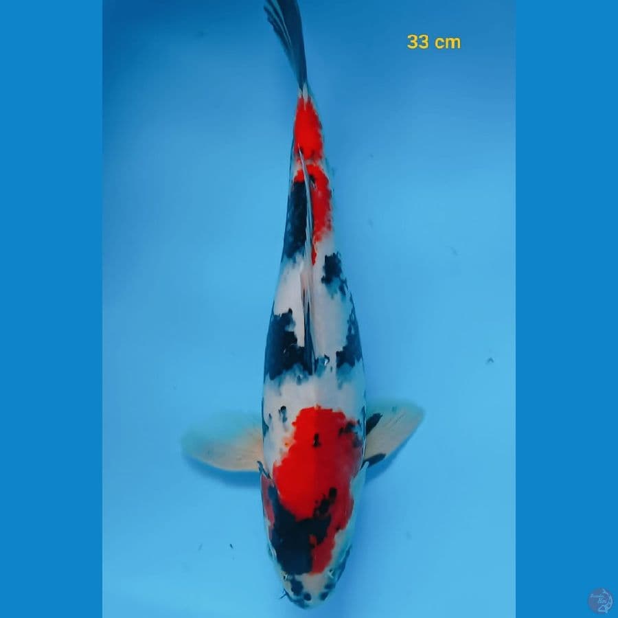 showa 33 cm