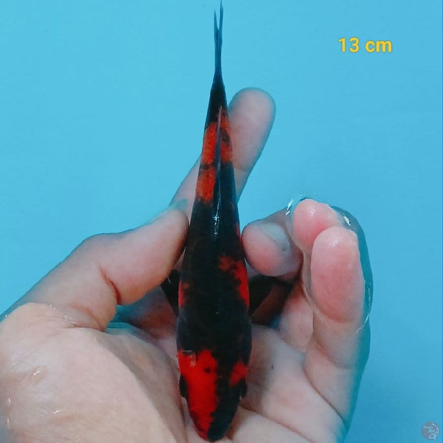 Hiu 13 cm