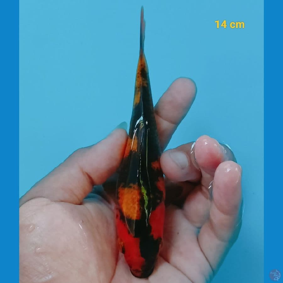 Hiu 14 cm