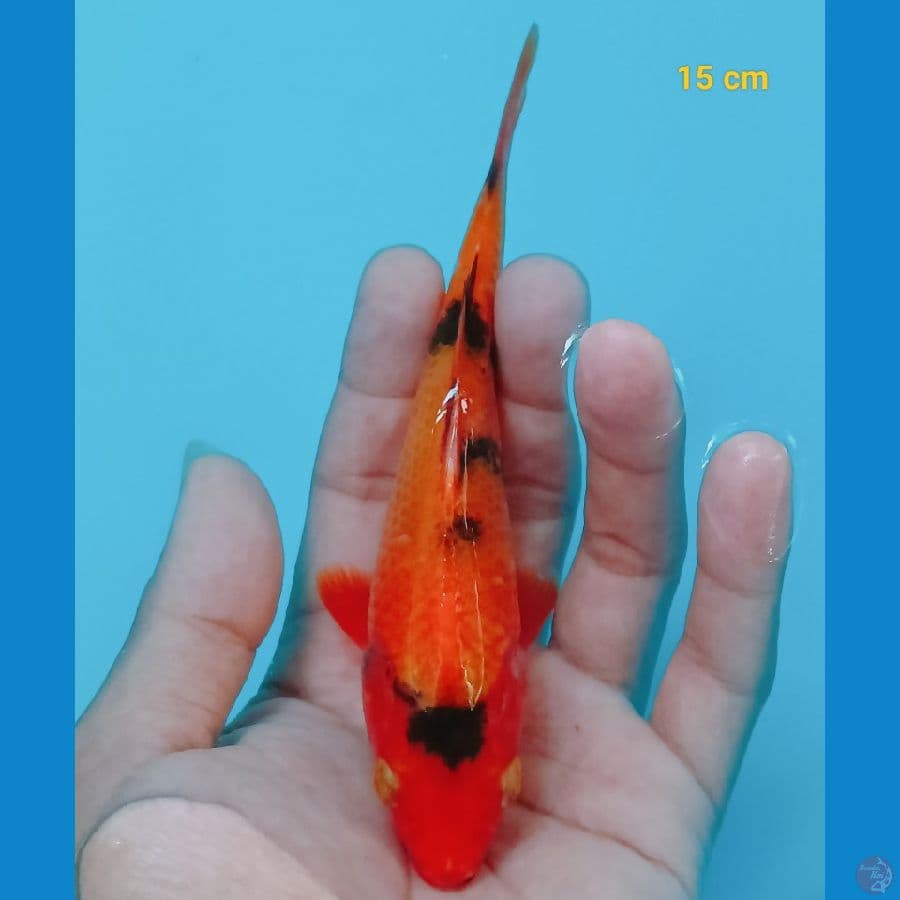 Bahan 15 cm