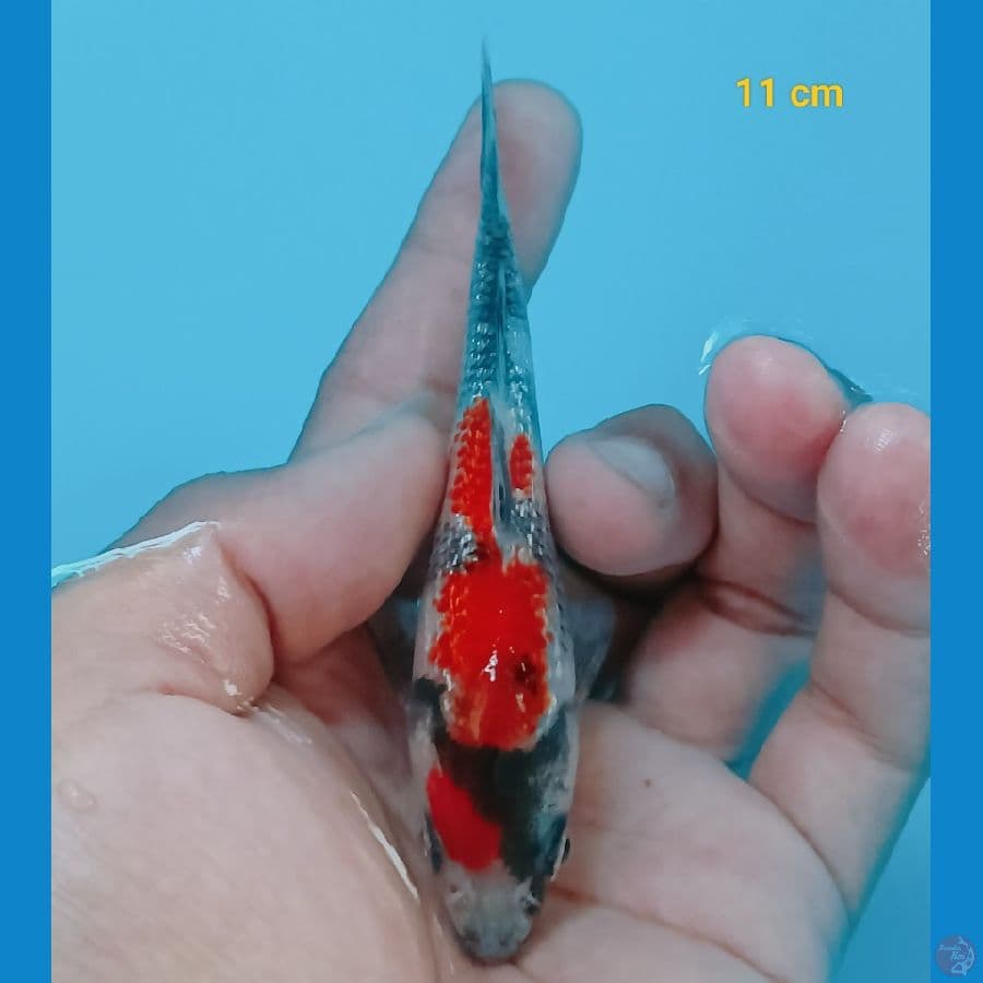 Minion 11 cm