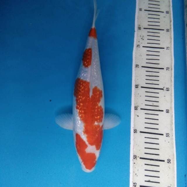 Kohaku ginrin