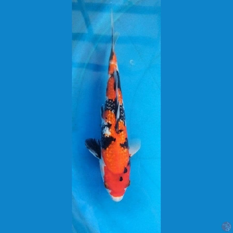 showa ginrin 26cm