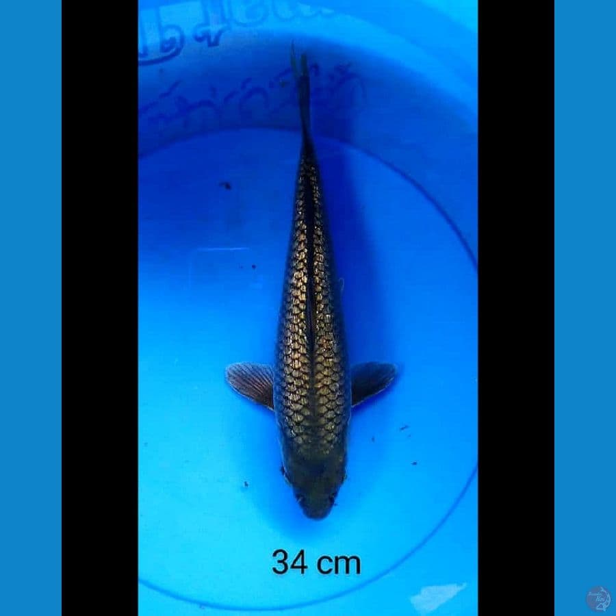 Black diamond 34 cm