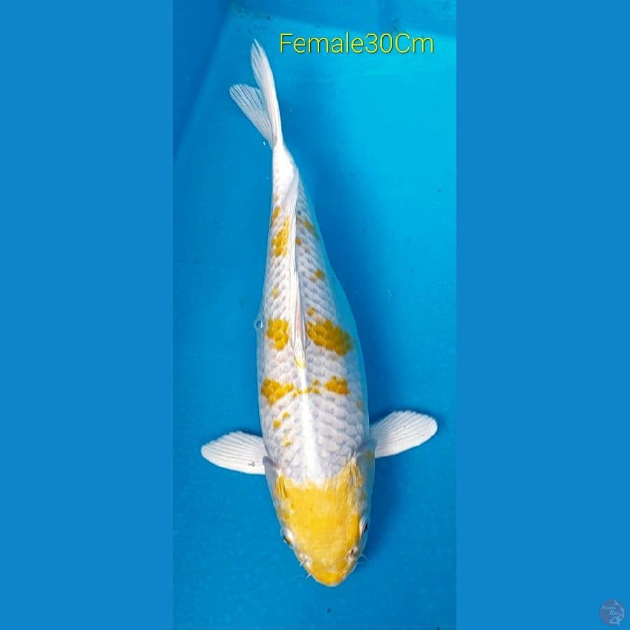 Hariwake F30Cm (Dna impor)