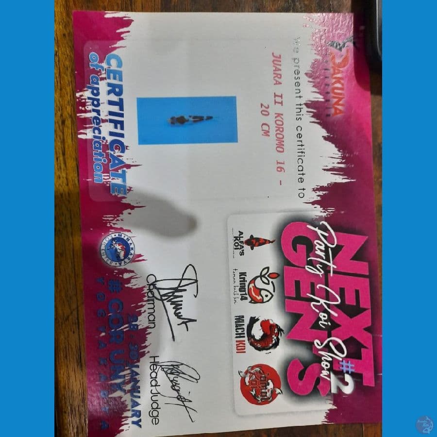SQ~ Goromo prestasi juara 2 waktu ukuran 20cm