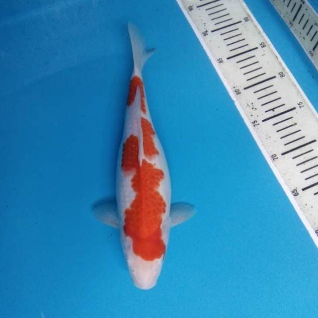 Kohaku