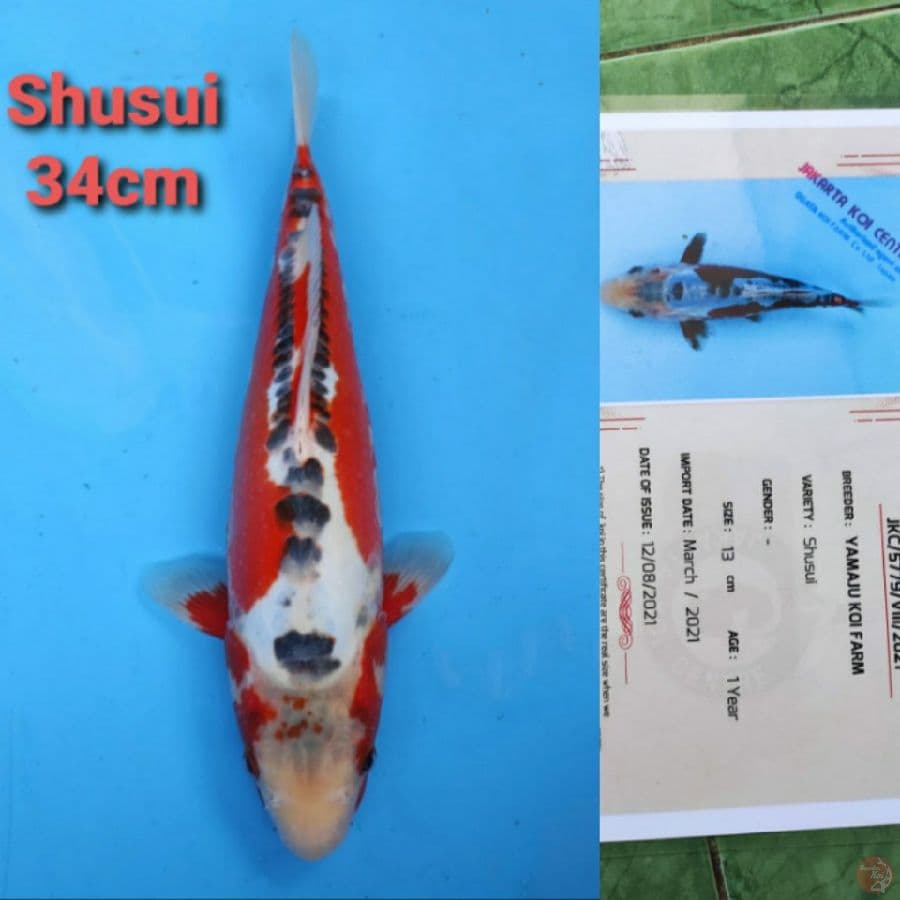 YAMAJYU SHUSUI 34CM