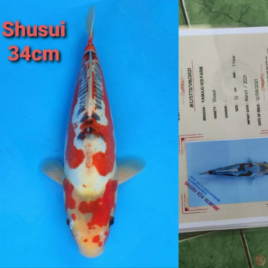 YAMAJYU SHUSUI 34CM