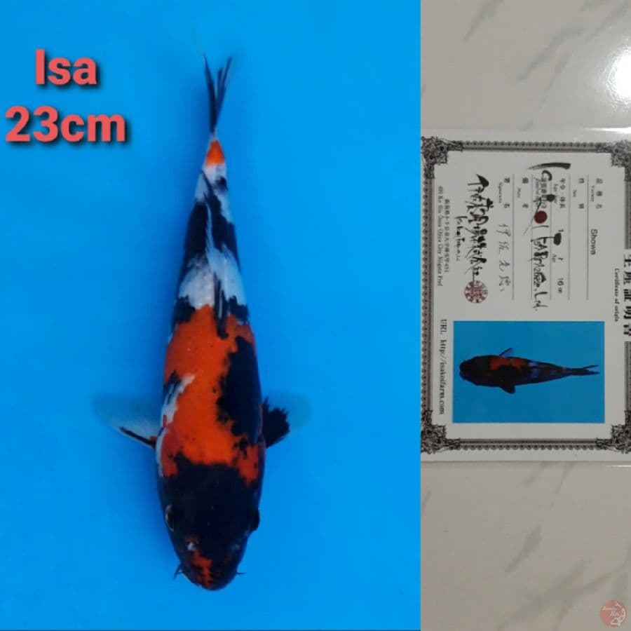 ISA SHOWA 23CM