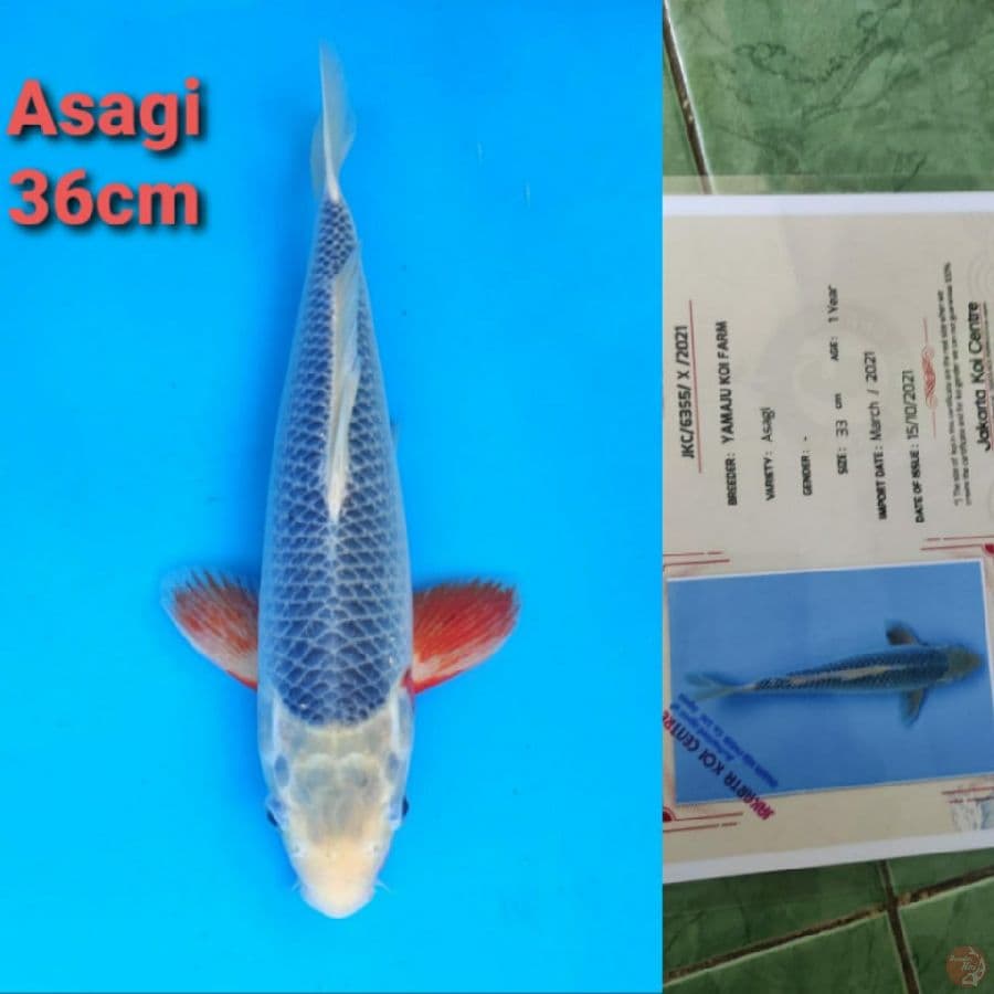 YAMAJYU ASAGI 36CM