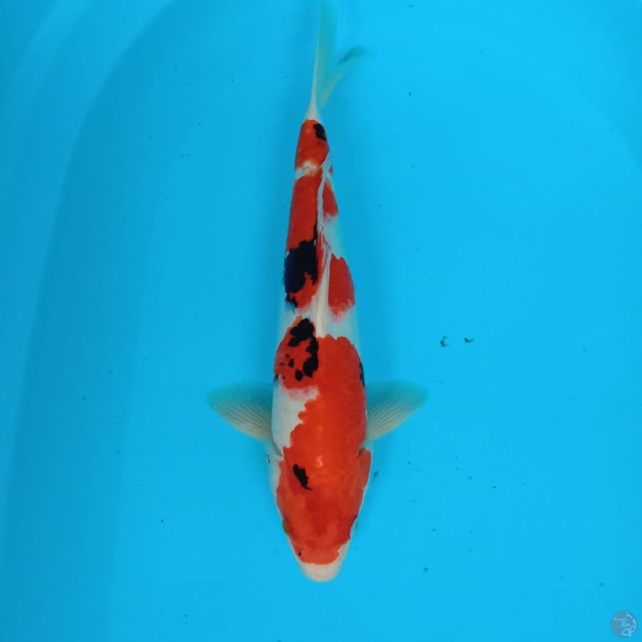 showa 37 cm