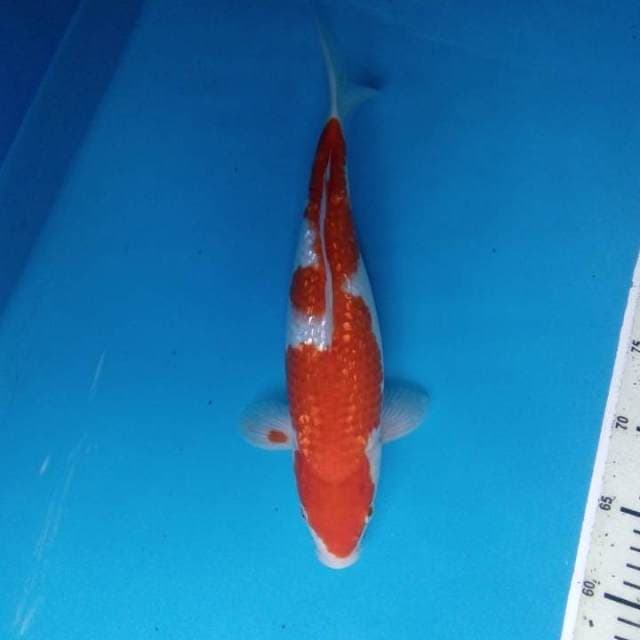 Kohaku ginrin