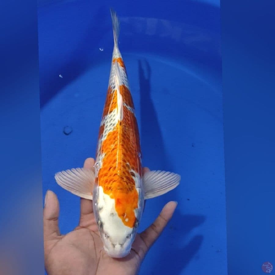 KOJAKU 37CM