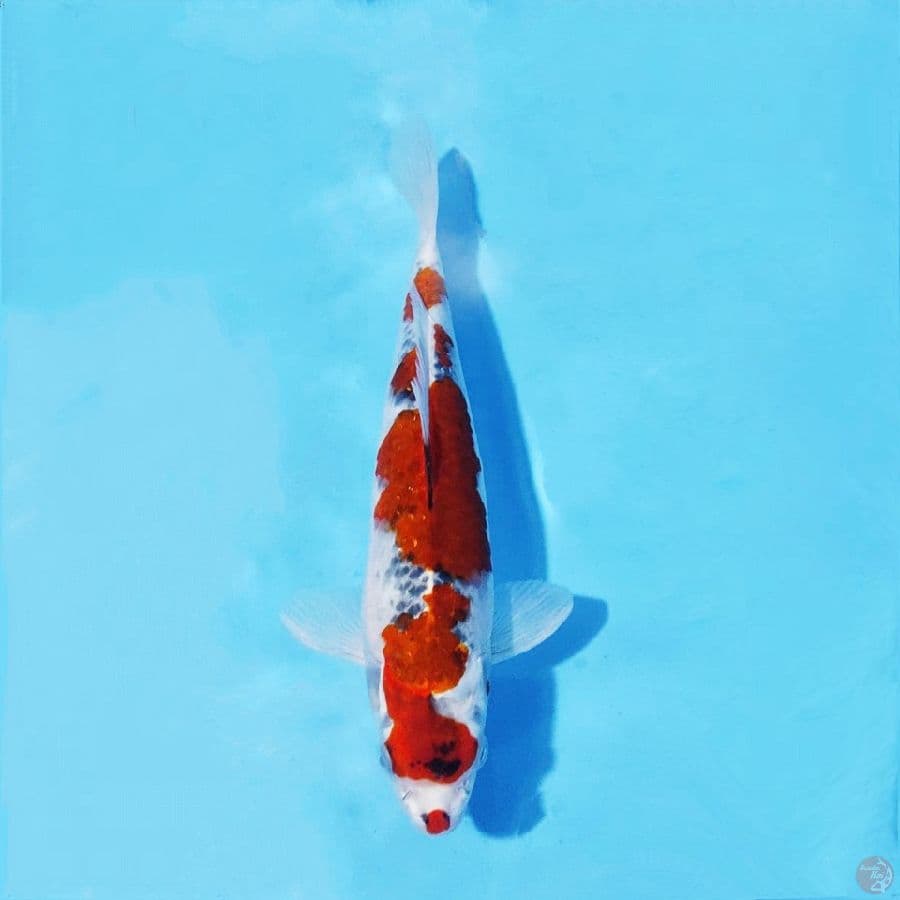 2. GOSHIKI 29 CM FEMALE