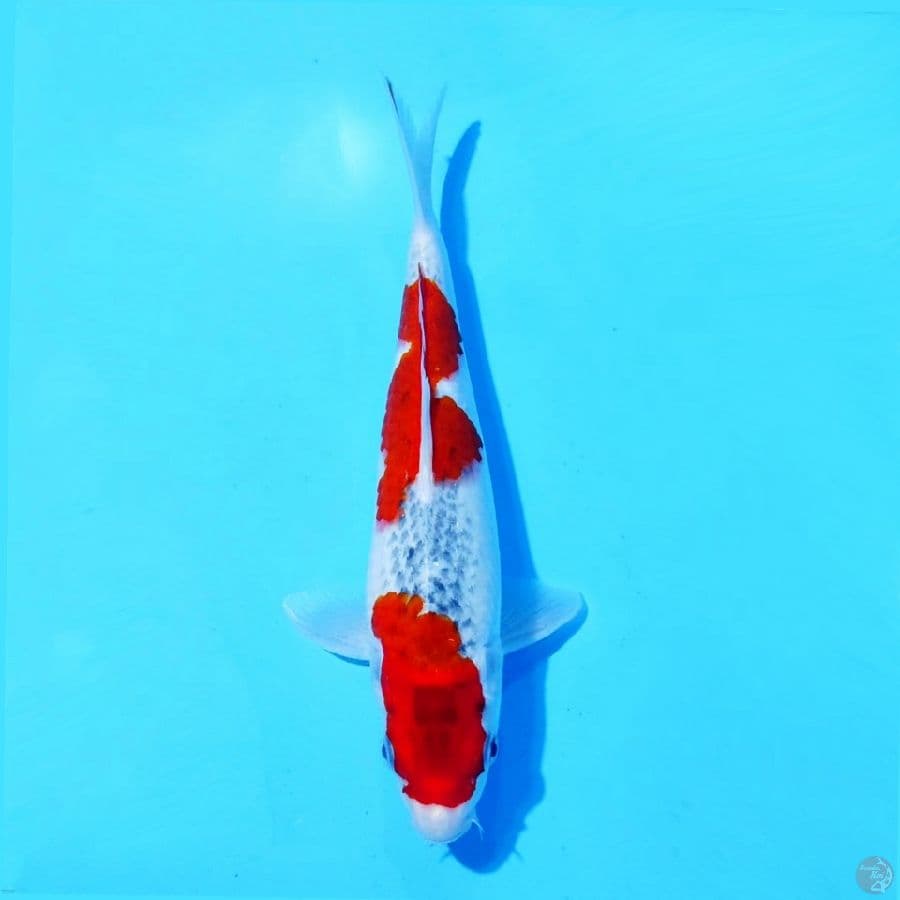 5. RED GOSHIKI 32 CM FEMALE