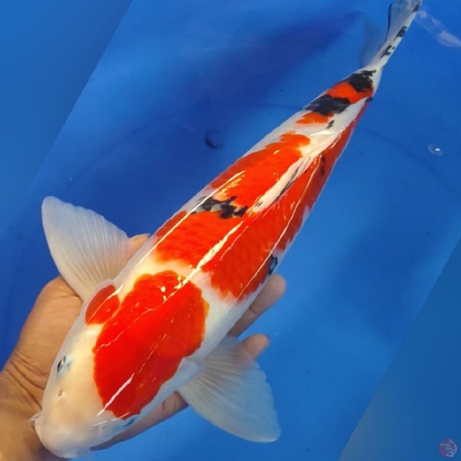 SANKE JUMBO 45CM
