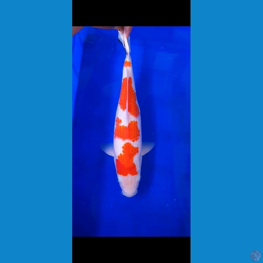 YONDAN kohaku 43cm