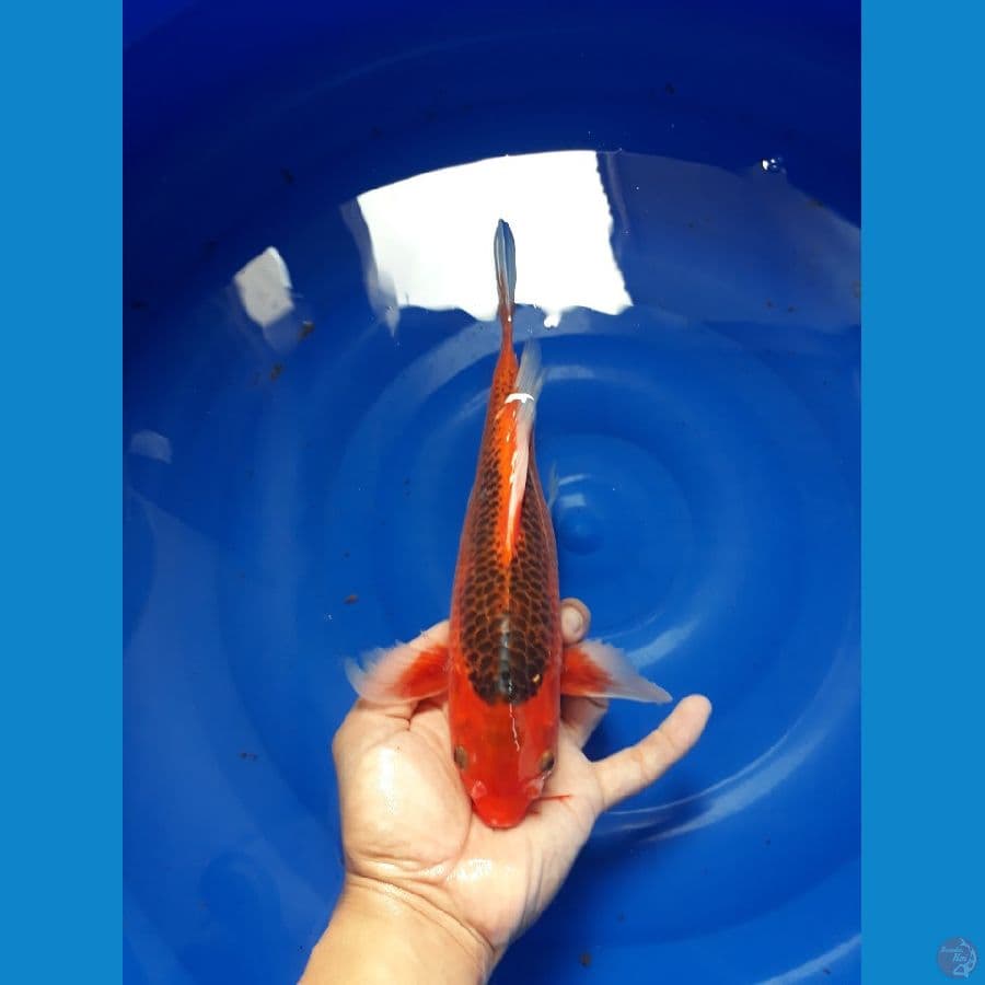 KUMPAY AKAMATSUBA / 27cm