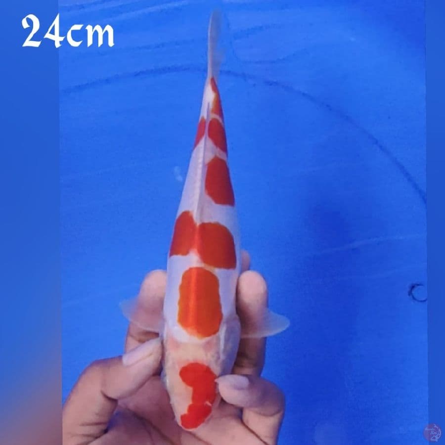 KOHAKU DOIDSU 24CM