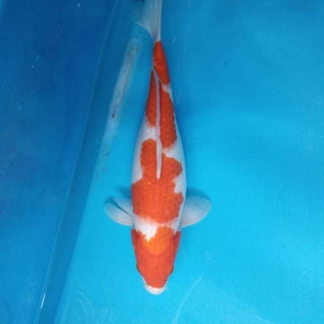 Kohaku