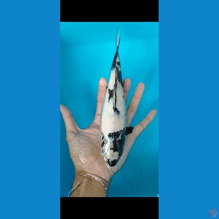 shiro ginrin 24 CM