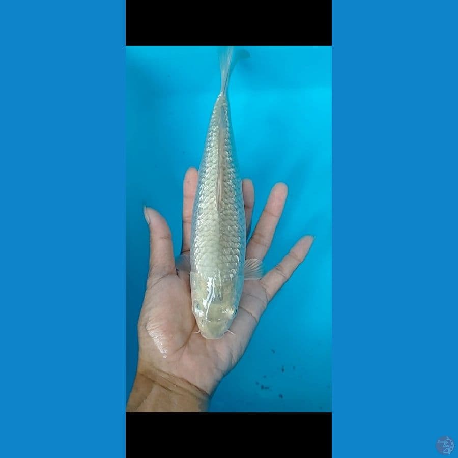 soragoi ginrin 24 CM