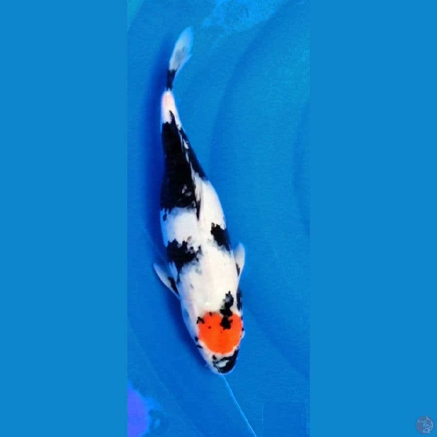 Tancho Showa | 39cm | uncheck
