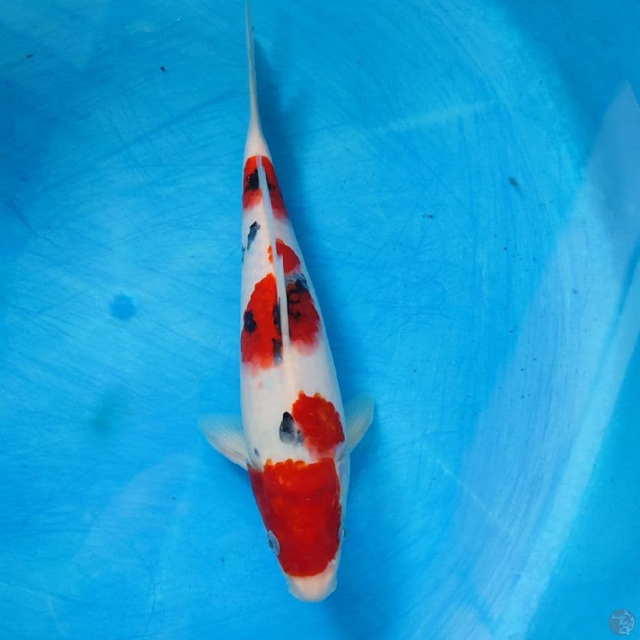 sanke strong 29cm male