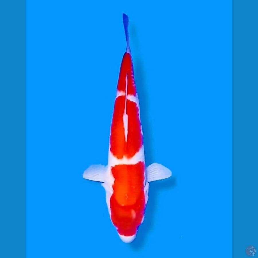 SANDAN kohaku 3 Step Male