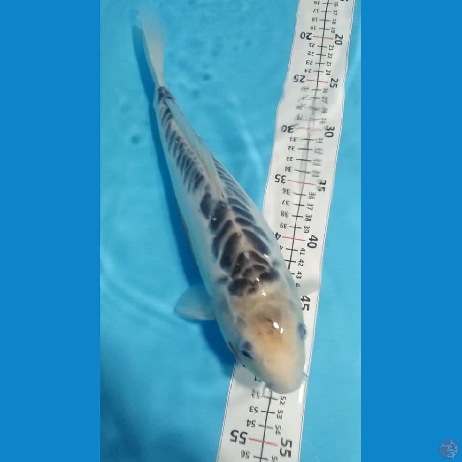 hana shusui 36cm