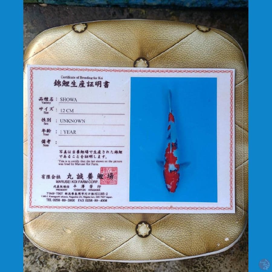Isa HQ Showa sz 38cm