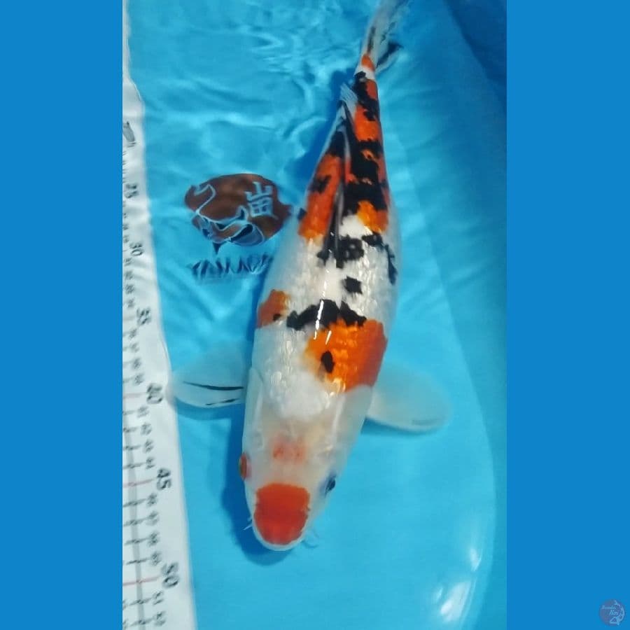 maruten sanke ginrin 38cm fm