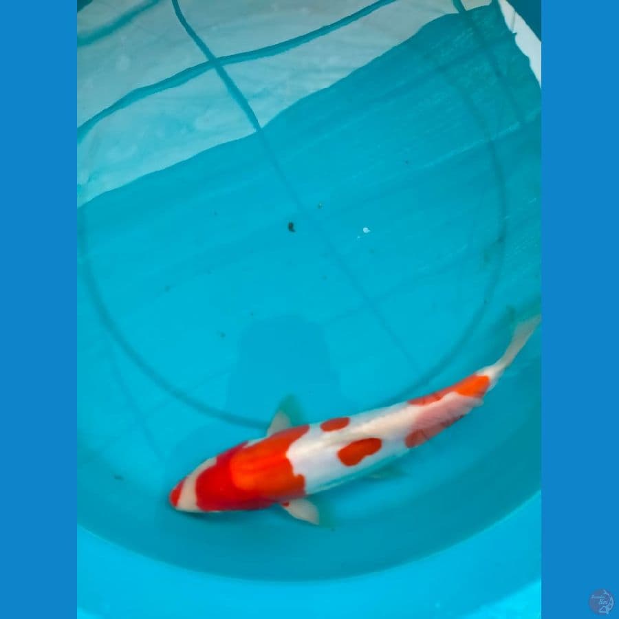 Asnawi koi