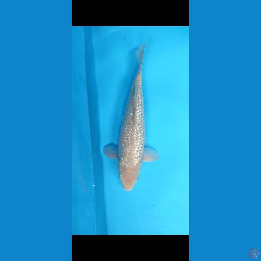 soragoi body bulky _35 cm jantan