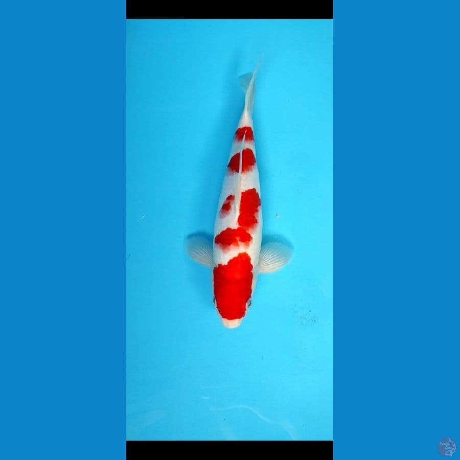kohaku original _ 32 cm jantan