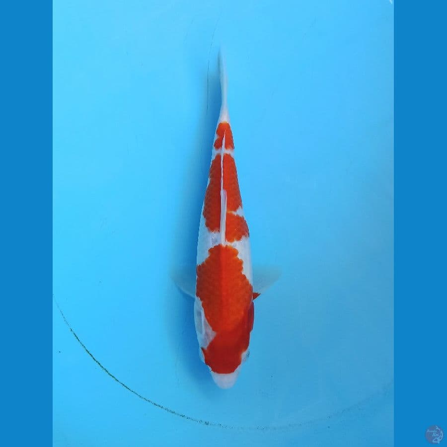 Kohaku sandan simple 27cm