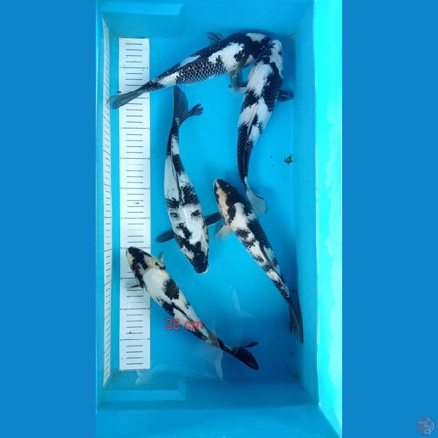 5 ekor shiro 28 cm