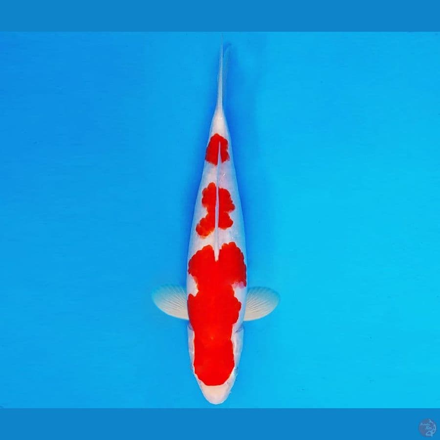 SUZUKA 7 ~ KOHAKU 29 cm/male ™