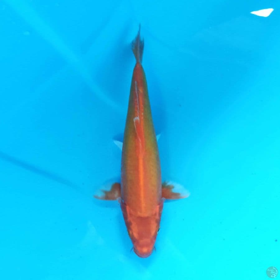 Orenji doitsu ogon 29cm